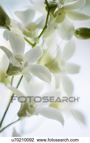 Stock Image - White dendrobium orchid. Fotosearch