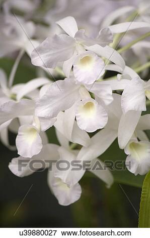White orchid flowers View Large Photo Image Stock Photo - White orchid flowers. Fotosearch