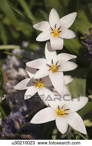Stock Image - White tulip flowers. Fotosearch