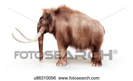 Woolly mammoth, illustration View Large Photo Image Stock Photograph - Woolly mammoth, illustration. Fotosearch