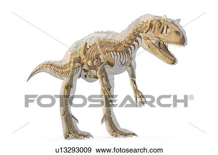 Allosaurus dinosaur skeleton, illustration View Large Photo Image Stock Photo - Allosaurus dinosaur skeleton, illustration. Fotosearch
