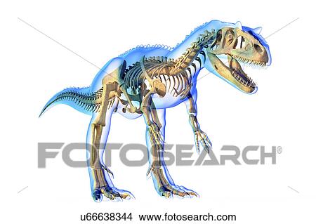 Allosaurus skeleton, illustration View Large Photo Image Picture - Allosaurus skeleton, illustration. Fotosearch