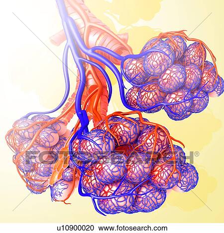 Stock Image - Alveoli and capillaries, illustration. Fotosearch