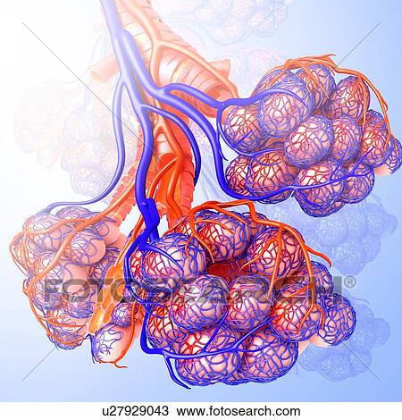 Alveoli and capillaries, illustration View Large Photo Image Stock Image - Alveoli and capillaries, illustration. Fotosearch