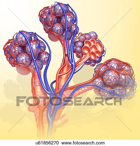 Stock Image - Alveoli and capillaries, illustration. Fotosearch