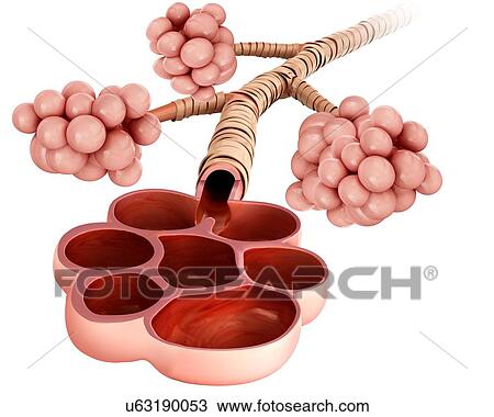 Stock Image - Alveoli, illustration. Fotosearch