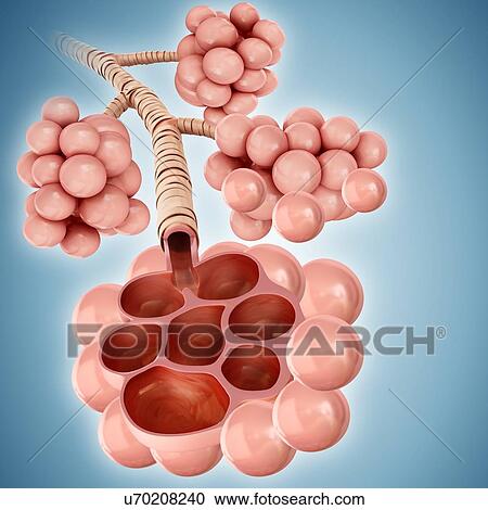 Alveoli, illustration View Large Photo Image Stock Image - Alveoli, illustration. Fotosearch