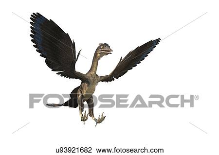 Archaeopteryx dinosaur, illustration View Large Photo Image Stock Image - Archaeopteryx dinosaur, illustration. Fotosearch