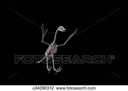 Stock Image - Archaeopteryx skeleton, illustration. Fotosearch