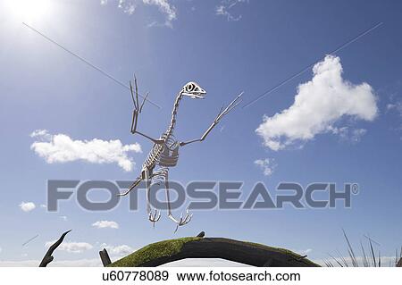Archaeopteryx skeleton, illustration View Large Photo Image Stock Photo - Archaeopteryx skeleton, illustration. Fotosearch
