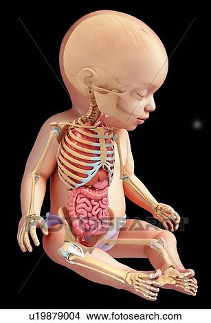 Picture - Baby's body organs, illustration. Fotosearch