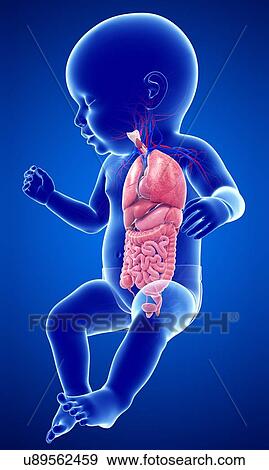 Stock Photo - Baby's body organs, illustration. Fotosearch