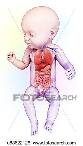 Stock Photograph - Baby's body organs, illustration. Fotosearch