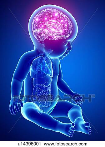 Baby's brain activity, illustration View Large Photo Image Stock Image - Baby's brain activity, illustration. Fotosearch