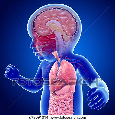 Picture - Baby's brain and body organs, illustration. Fotosearch