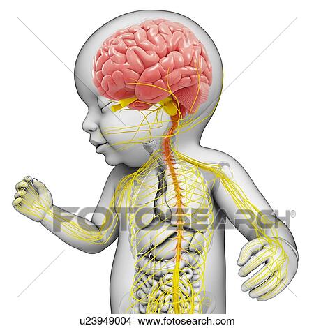 Picture - Baby's brain and nervous system, illustration. Fotosearch