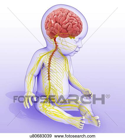 Baby's brain and nervous system, illustration View Large Photo Image Stock Photo - Baby's brain and nervous system, illustration. Fotosearch