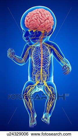Stock Photograph - Baby's brain and nervous system, illustration. Fotosearch