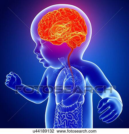 Stock Image - Baby's brain, illustration. Fotosearch