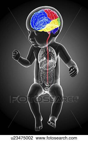 Stock Image - Baby's brain regions and spinal cord, illustration. Fotosearch