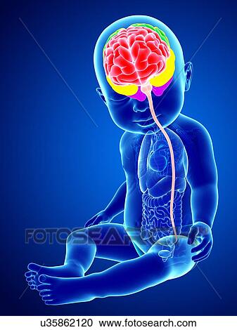 Baby's brain regions and spinal cord, illustration View Large Photo Image Stock Image - Baby's brain regions and spinal cord, illustration. Fotosearch