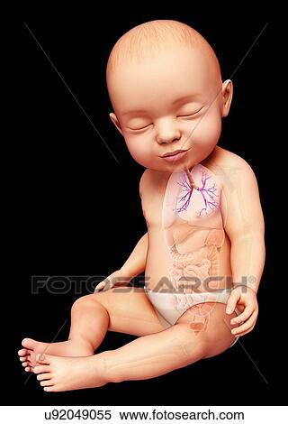 Stock Photography - Baby's bronchi, illustration. Fotosearch