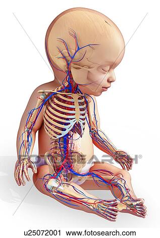 Baby's circulatory system, illustration View Large Photo Image Stock Image - Baby's circulatory system, illustration. Fotosearch