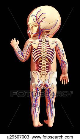 Baby's circulatory system, illustration View Large Photo Image Stock Image - Baby's circulatory system, illustration. Fotosearch