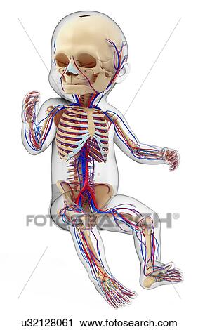 Stock Image - Baby's circulatory system, illustration. Fotosearch