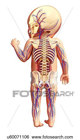 Baby's circulatory system, illustration View Large Photo Image Stock Photograph - Baby's circulatory system, illustration. Fotosearch