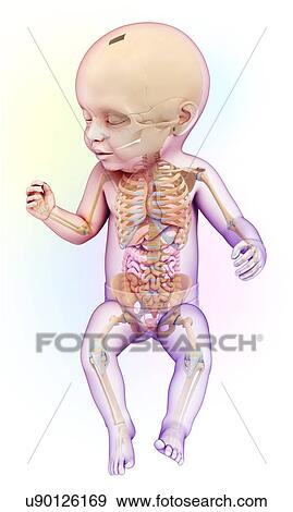 Stock Photo - Baby's digestive system, illustration. Fotosearch