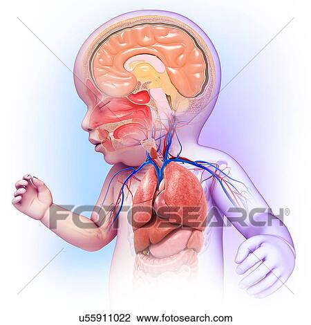 Baby's head and chest anatomy, illustration View Large Photo Image Stock Image - Baby's head and chest anatomy, illustration. Fotosearch