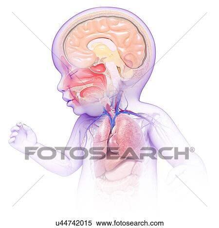 Baby's head and chest anatomy, illustration View Large Photo Image Stock Photography - Baby's head and chest anatomy, illustration. Fotosearch