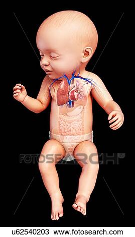 Stock Image - Baby's heart-lung system, illustration. Fotosearch