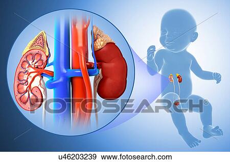 Baby's kidney anatomy, illustration View Large Photo Image Stock Photo - Baby's kidney anatomy, illustration. Fotosearch
