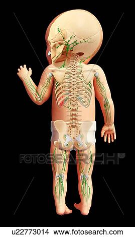 Picture - Baby's lymphatic system, illustration. Fotosearch