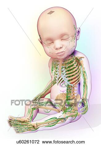 Stock Image - Baby's lymphatic system, illustration. Fotosearch