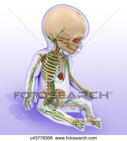 Stock Photograph - Baby's lymphatic system, illustration. Fotosearch