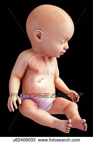 Baby's pancreas, illustration View Large Photo Image Stock Image - Baby's pancreas, illustration. Fotosearch