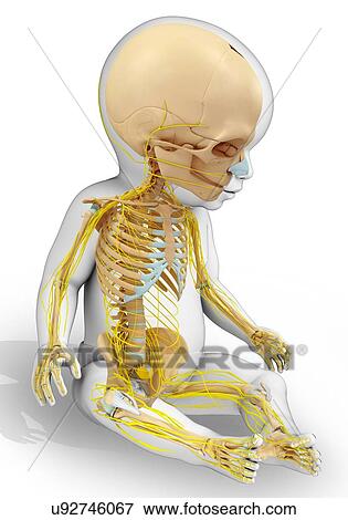 Stock Photo - Baby's skeletal and nervous systems, illustration. Fotosearch