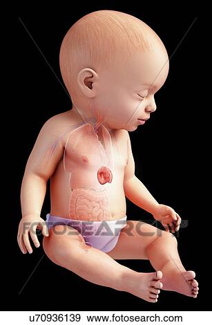 Stock Photo - Baby's spleen anatomy, illustration. Fotosearch