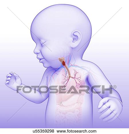 Baby's trachea and bronchi, illustration View Large Photo Image Stock Photo - Baby's trachea and bronchi, illustration. Fotosearch