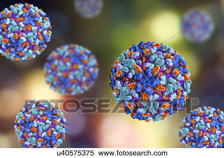 Barmah forest virus, illustration View Large Photo Image Stock Photography - Barmah forest virus, illustration. Fotosearch