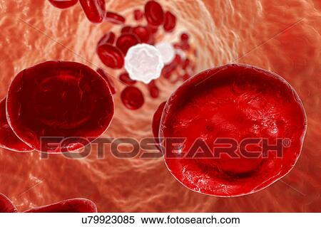 Stock Photography - Blood vessel with blood cells, illustration. Fotosearch