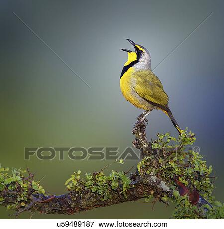 Stock Photo - Bokmakierie bird. Fotosearch
