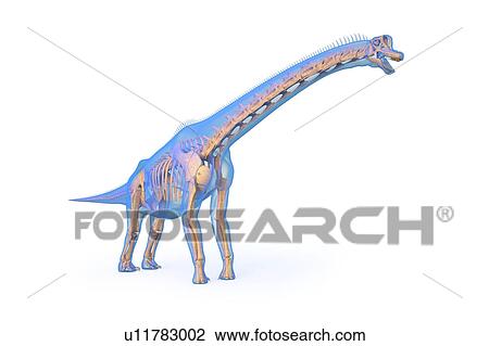 Stock Image - Brachiosaurus skeleton, illustration. Fotosearch