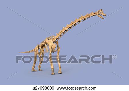 Stock Photo - Brachiosaurus skeleton, illustration. Fotosearch