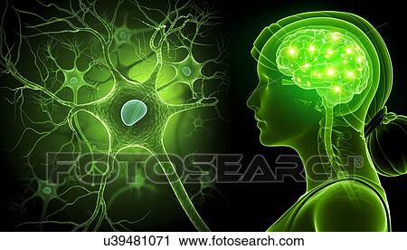 Brain and nerve cell, illustration View Large Photo Image Stock Image - Brain and nerve cell, illustration. Fotosearch