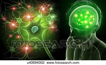 Brain and nerve cell, illustration View Large Photo Image Stock Image - Brain and nerve cell, illustration. Fotosearch
