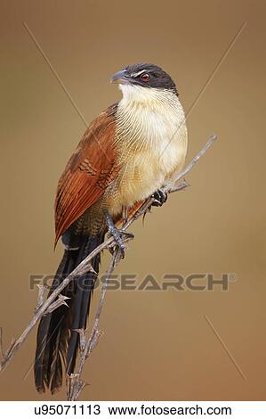 Stock Image - Burchell's coucal. Fotosearch